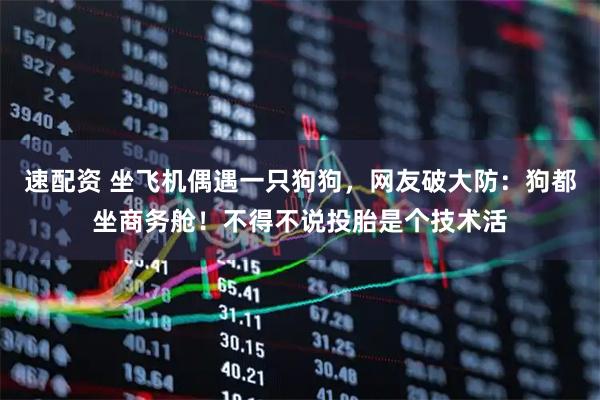 速配资 坐飞机偶遇一只狗狗，网友破大防：狗都坐商务舱！不得不说投胎是个技术活